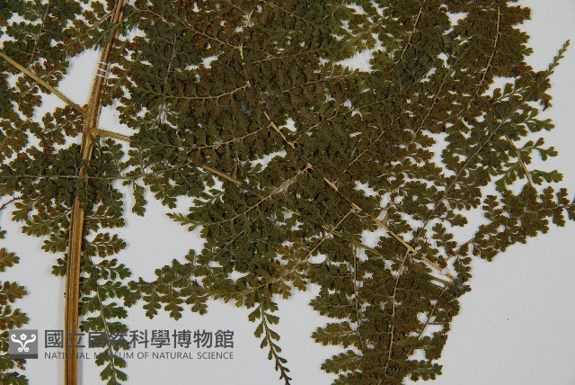 稀子蕨藏品圖，第3張