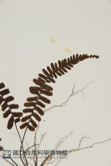 生芽鐵角蕨藏品圖，第3張