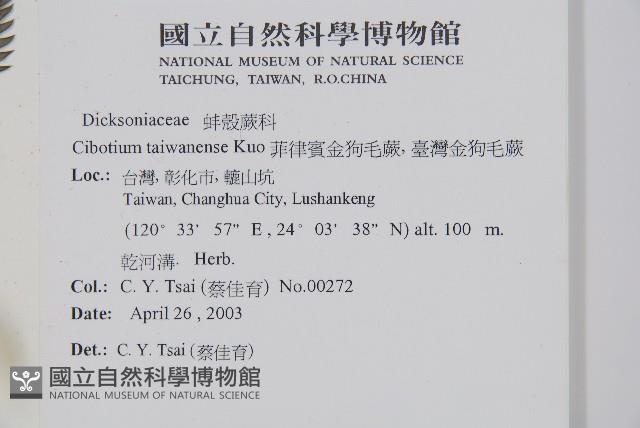 臺灣金狗毛蕨藏品圖，第2張