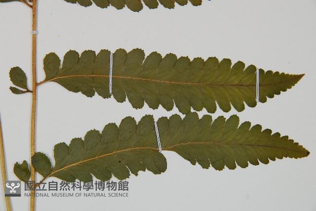 臺北鱗蓋蕨藏品圖，第3張