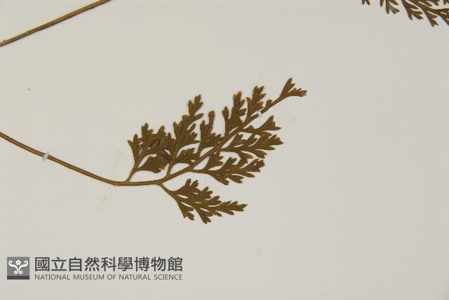 骨碎補鐵角蕨藏品圖，第3張