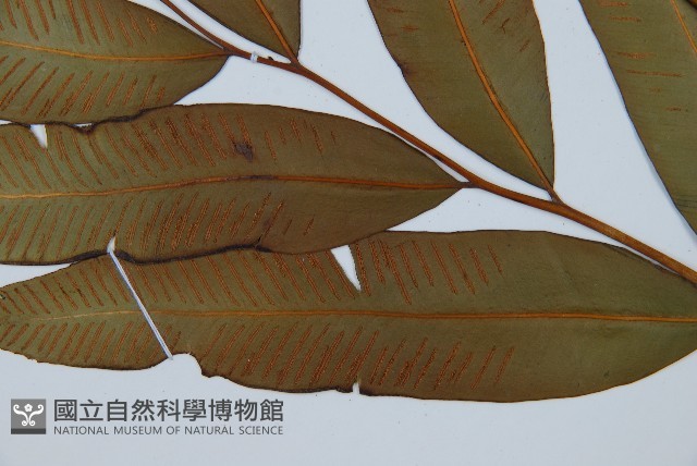 隱脈細柄雙蓋蕨藏品圖，第3張