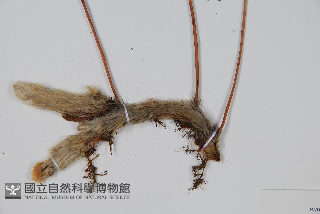 杯狀蓋陰石蕨藏品圖，第3張