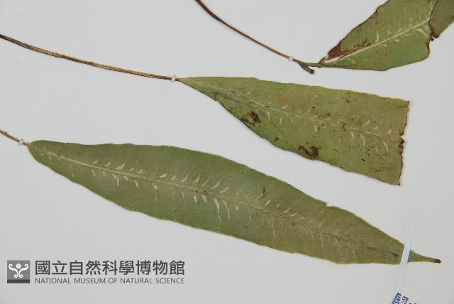 單葉雙蓋蕨藏品圖，第3張