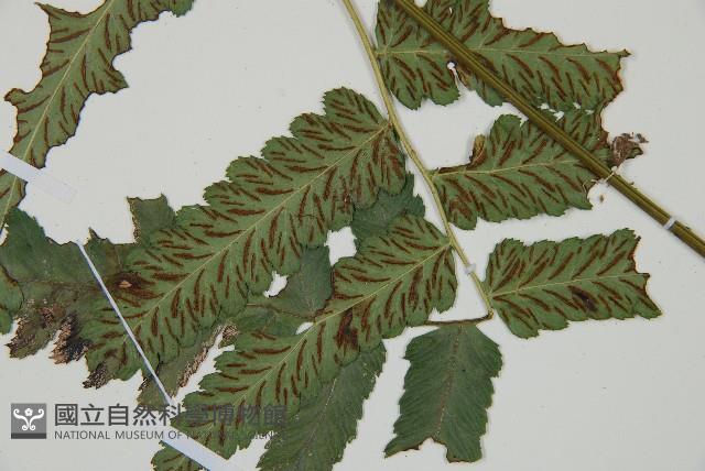 深山雙蓋蕨藏品圖，第3張