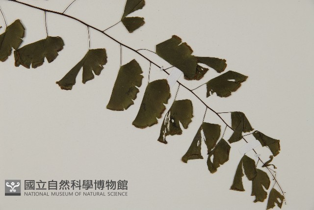 半月形鐵線蕨藏品圖，第3張