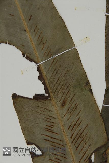 山蘇花藏品圖，第3張