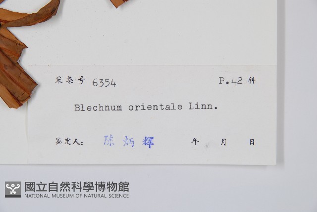烏毛蕨藏品圖，第2張