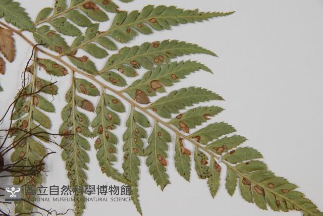 小葉複葉耳蕨藏品圖，第3張