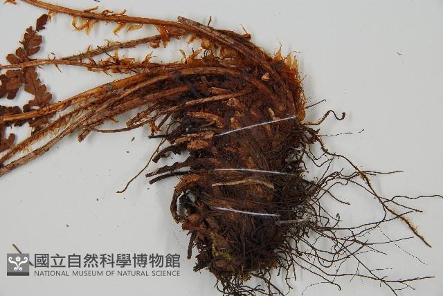 擬岩蕨藏品圖，第3張