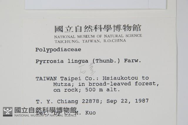 石葦藏品圖，第2張