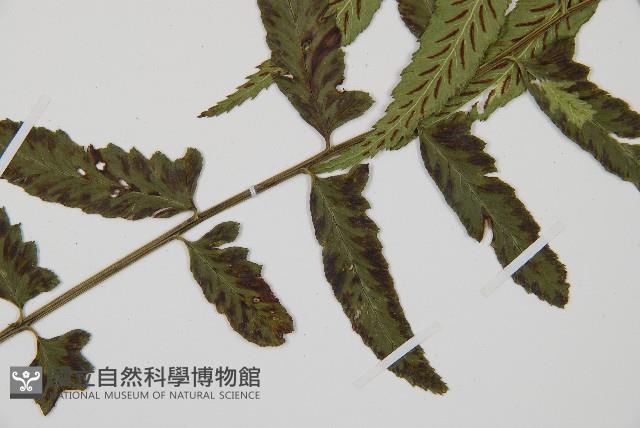 Accession Number:P011754 Collection Image, Figure 3, Total 5 Figures