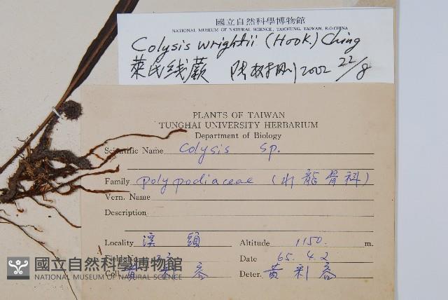 萊氏線蕨藏品圖，第2張