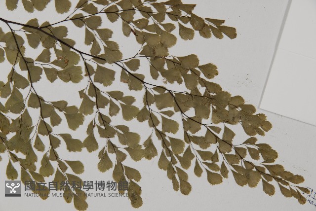長蓋鐵線蕨藏品圖，第6張