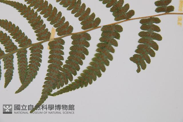 毛軸假蹄蓋蕨藏品圖，第3張