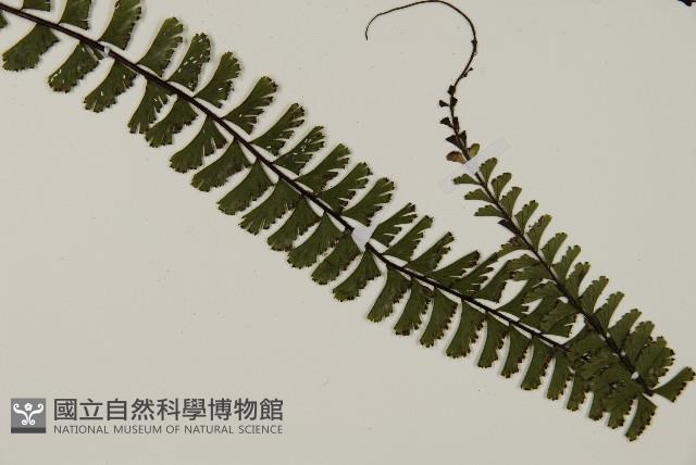 鞭葉鐵線蕨藏品圖，第3張