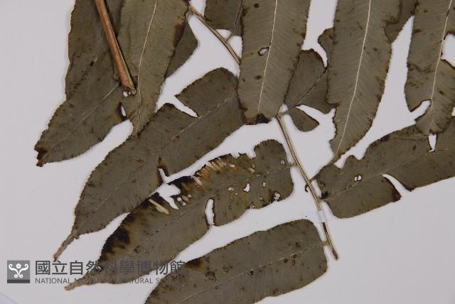 高山鳳丫蕨藏品圖，第3張