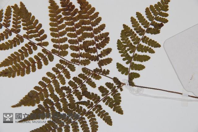 歐洲羽節蕨藏品圖，第3張