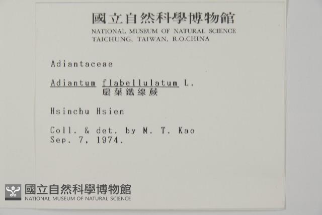 扇葉鐵線蕨藏品圖，第2張