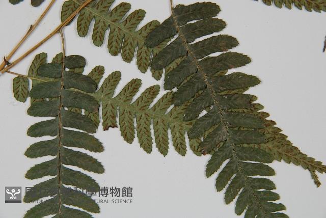 廣葉深山雙蓋蕨藏品圖，第3張