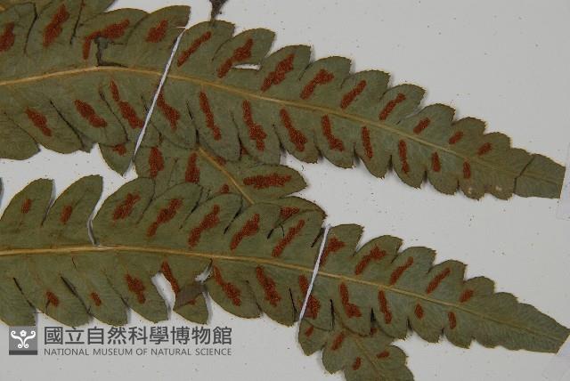 日本狗脊蕨藏品圖，第3張