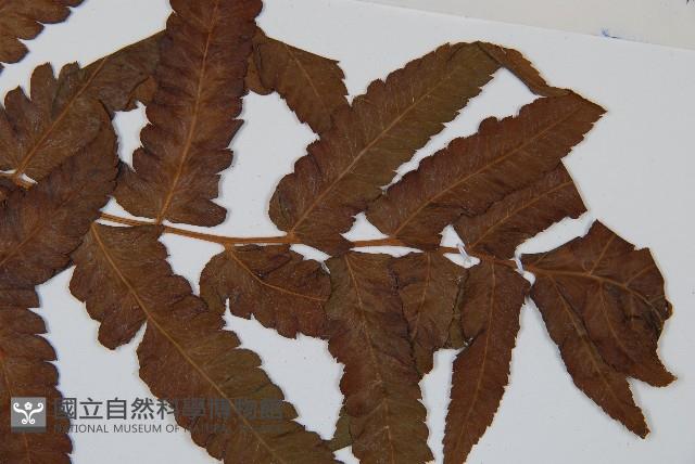 菜蕨藏品圖，第3張