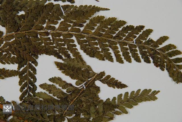 亞粗毛鱗蓋蕨藏品圖，第3張