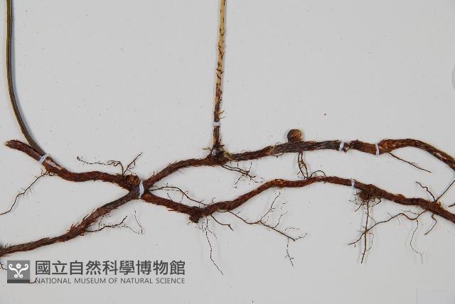 馬來陰石蕨藏品圖，第6張