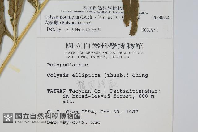 大線蕨藏品圖，第2張