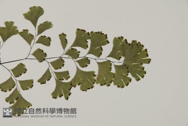 鐵線蕨藏品圖，第3張