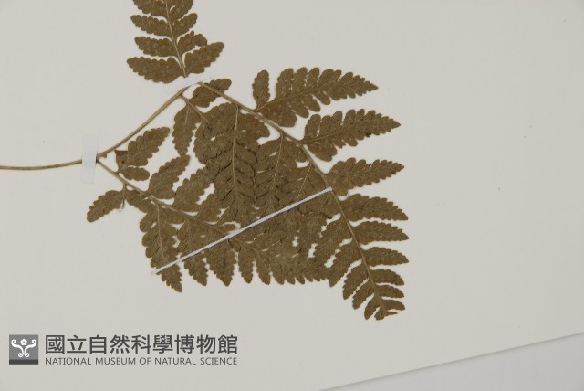 腫足蕨藏品圖，第3張