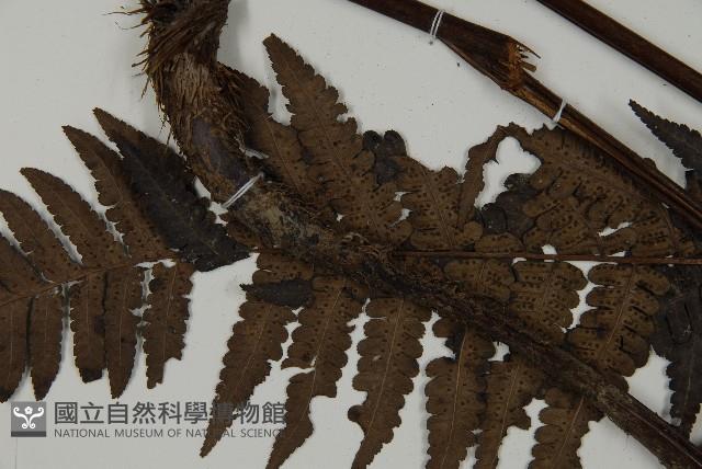 無苞蕨藏品圖，第3張