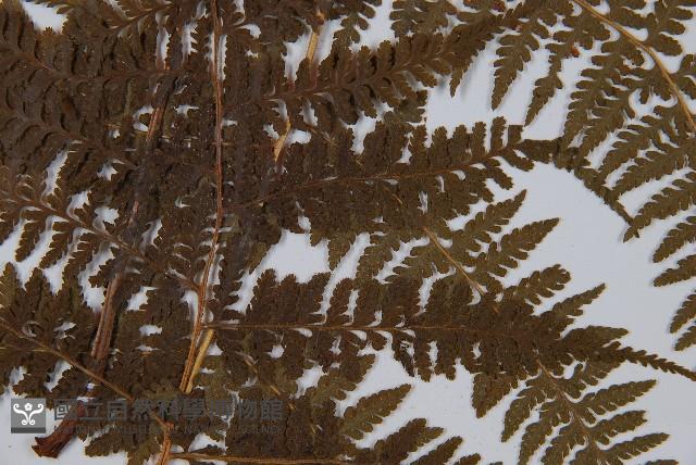 姬蕨藏品圖，第3張