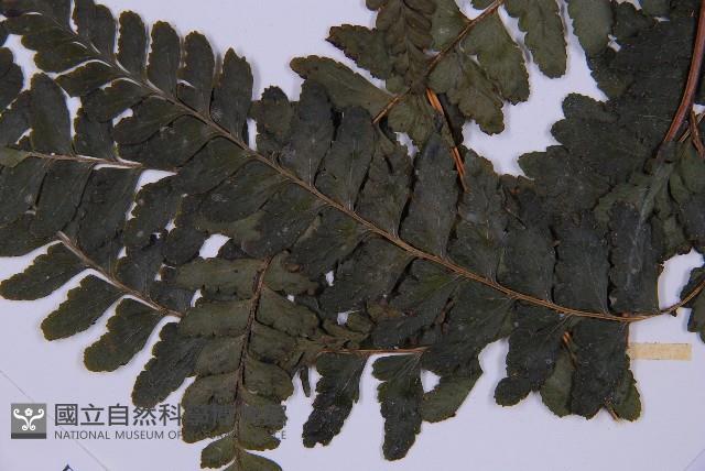 團羽鱗蓋蕨藏品圖，第3張