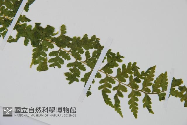 碗蕨藏品圖，第3張