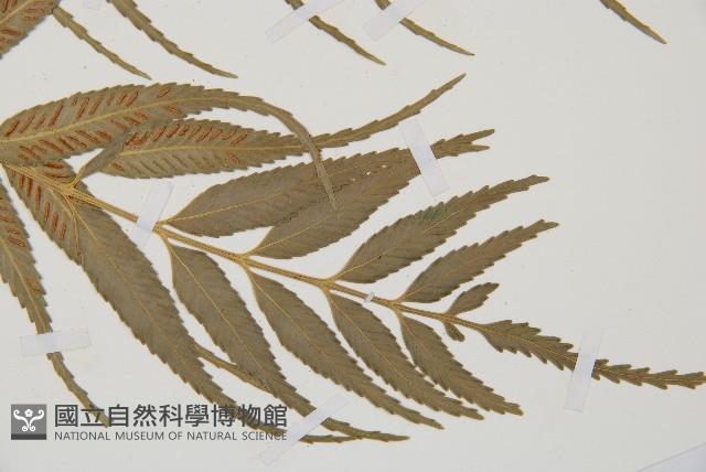 蘭嶼鐵角蕨藏品圖，第3張