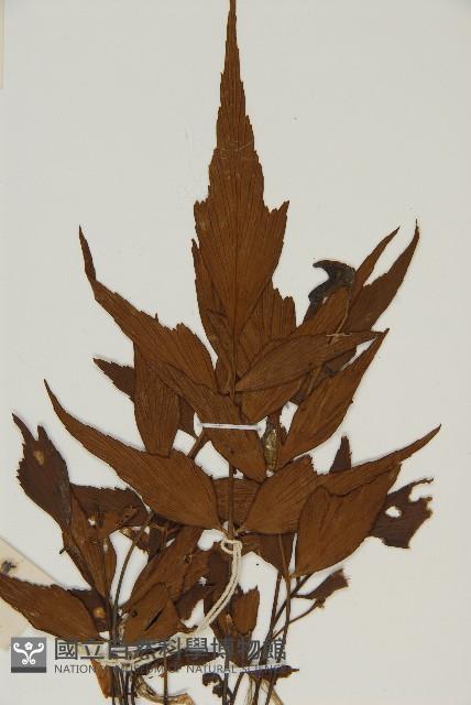 鐮葉鐵角蕨藏品圖，第3張