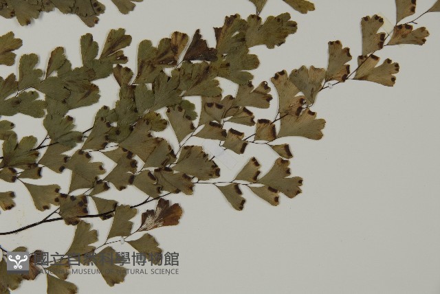 鐵線蕨藏品圖，第3張