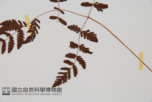細裂羽節蕨藏品圖，第3張