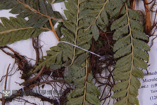毛囊鱗蓋蕨藏品圖，第3張