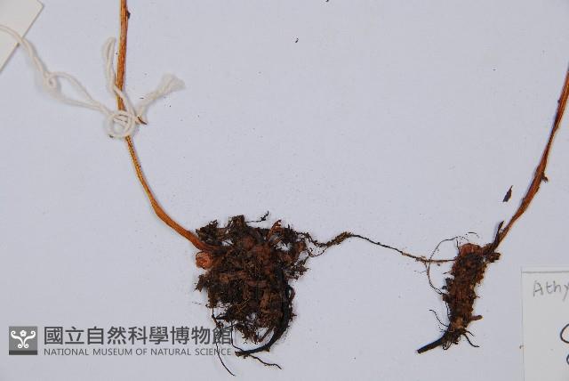 高山冷蕨藏品圖，第3張