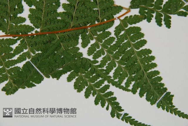 熱帶鱗蓋蕨藏品圖，第3張