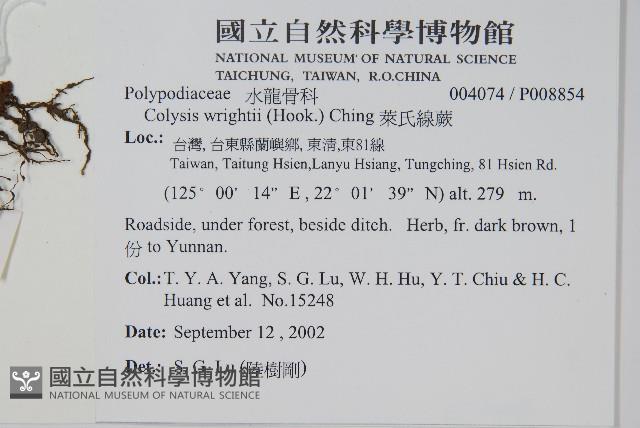 萊氏線蕨藏品圖，第2張