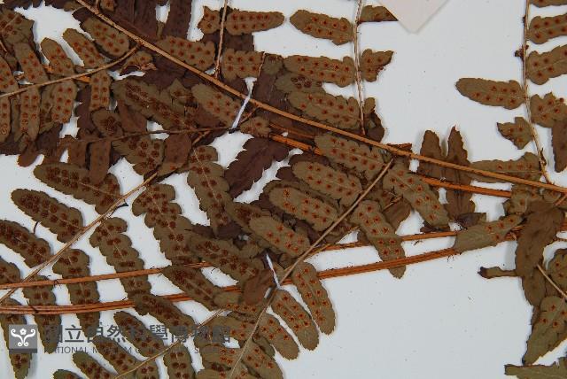 闊鱗鱗毛蕨藏品圖，第3張