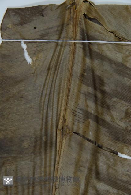 臺灣山蘇花藏品圖，第1張