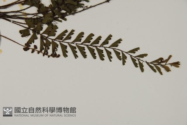 鞭葉鐵線蕨藏品圖，第3張