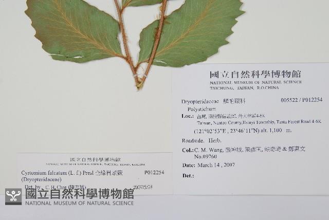 全緣貫眾蕨藏品圖，第2張