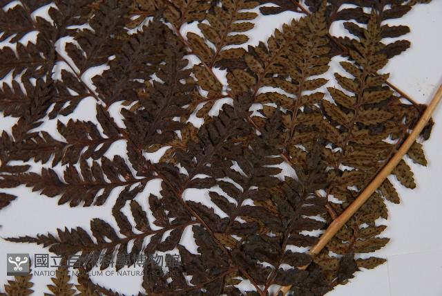 細裂蹄蓋蕨藏品圖，第3張