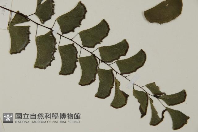 半月形鐵線蕨藏品圖，第3張