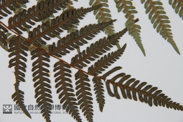 臺灣桫欏藏品圖，第3張